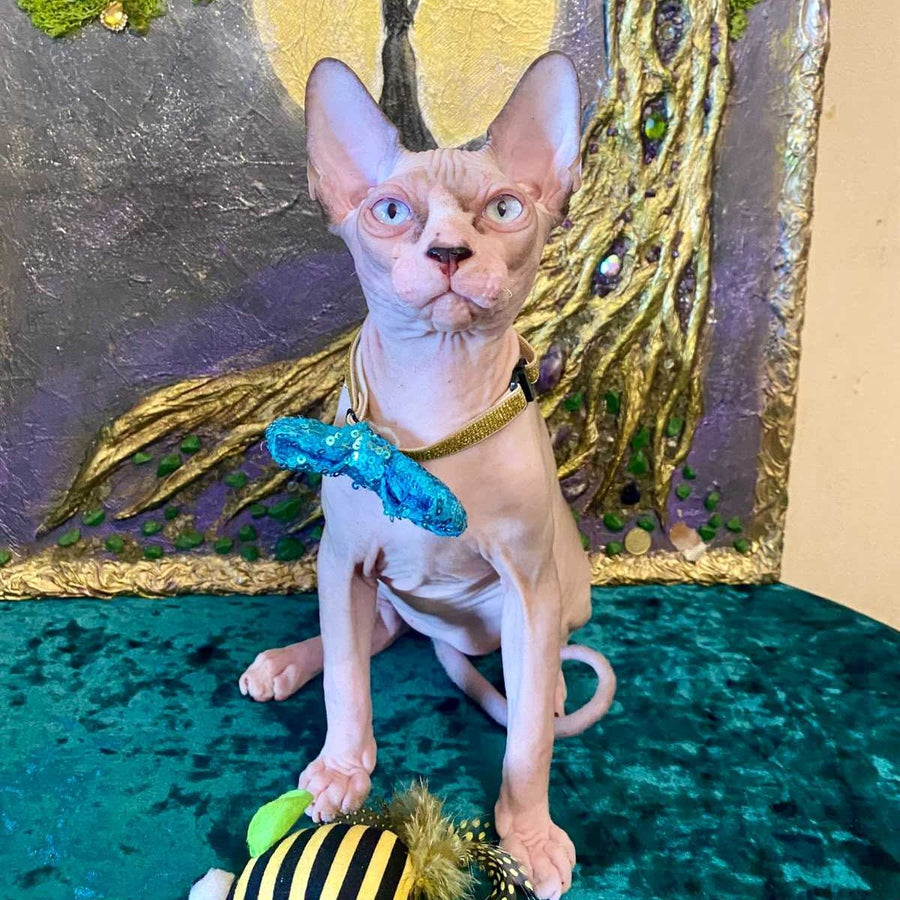 Max Canadian Sphynx male, blue bicolour pointed