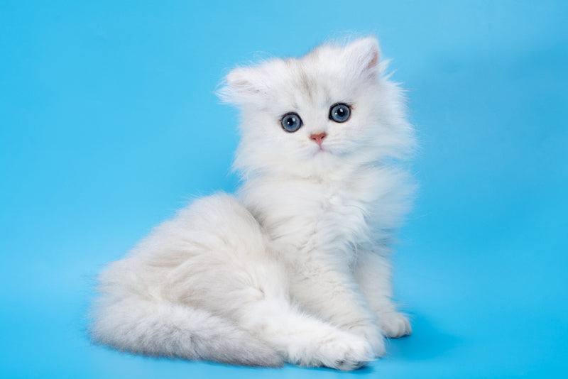 Daniel British Longhair female, black golden shaded