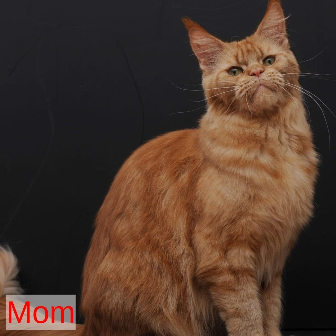 Sem Maine Coon male, red