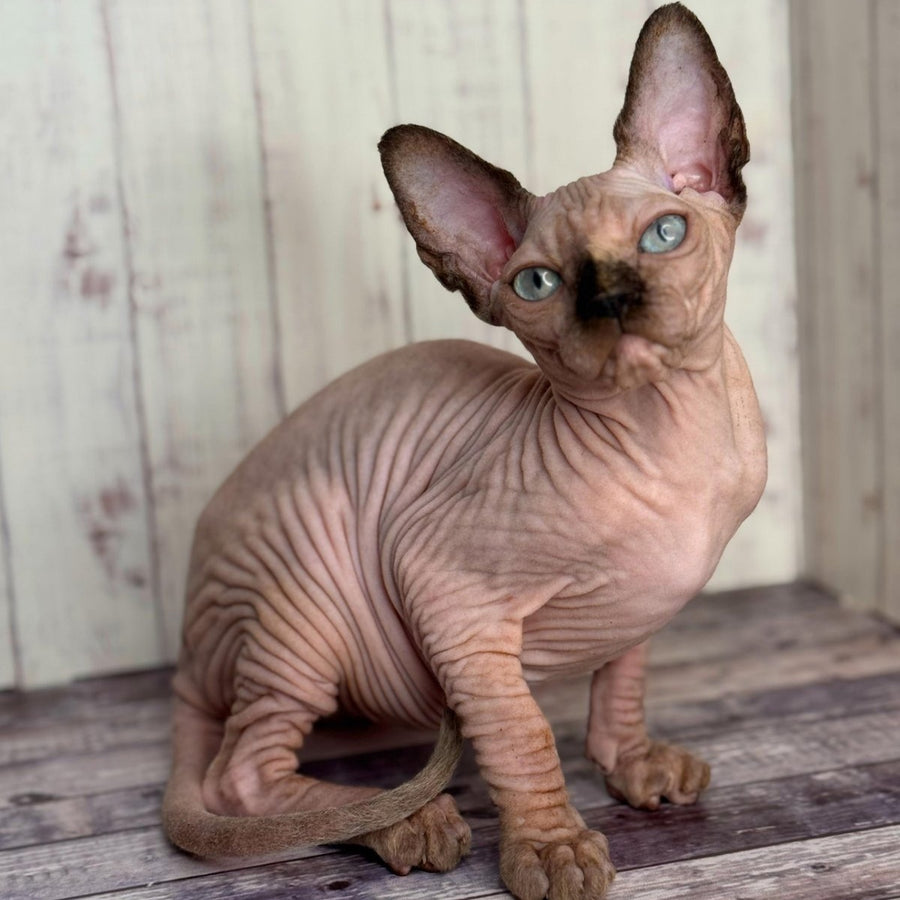 Alice Canadian Sphynx female, black tortie pointed