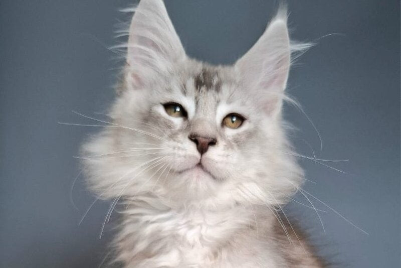 Everton Maine Coon male black silver ticked tabby - live animals