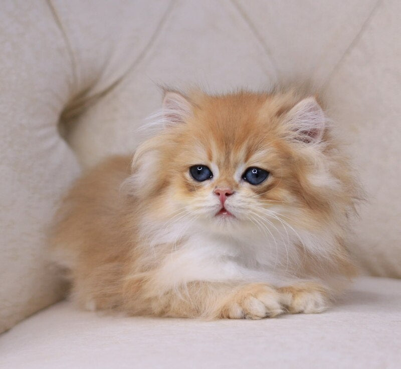 Quantum British Longhair male, black golden chinchilla