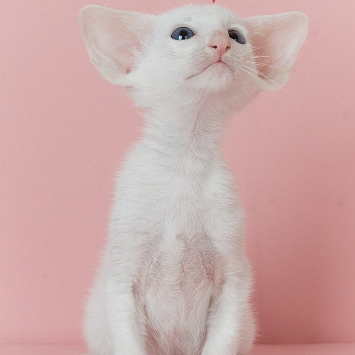 Wookie-Woo Oriental Shorthair male, white