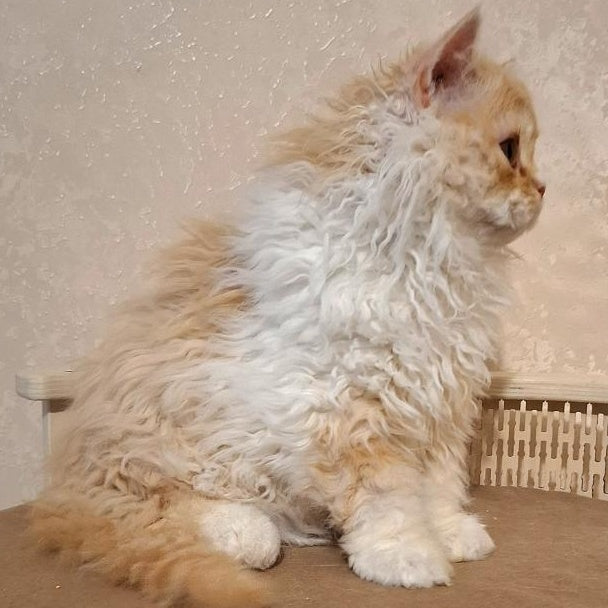 Platosha Selkirk Rex male, red silver bicolour