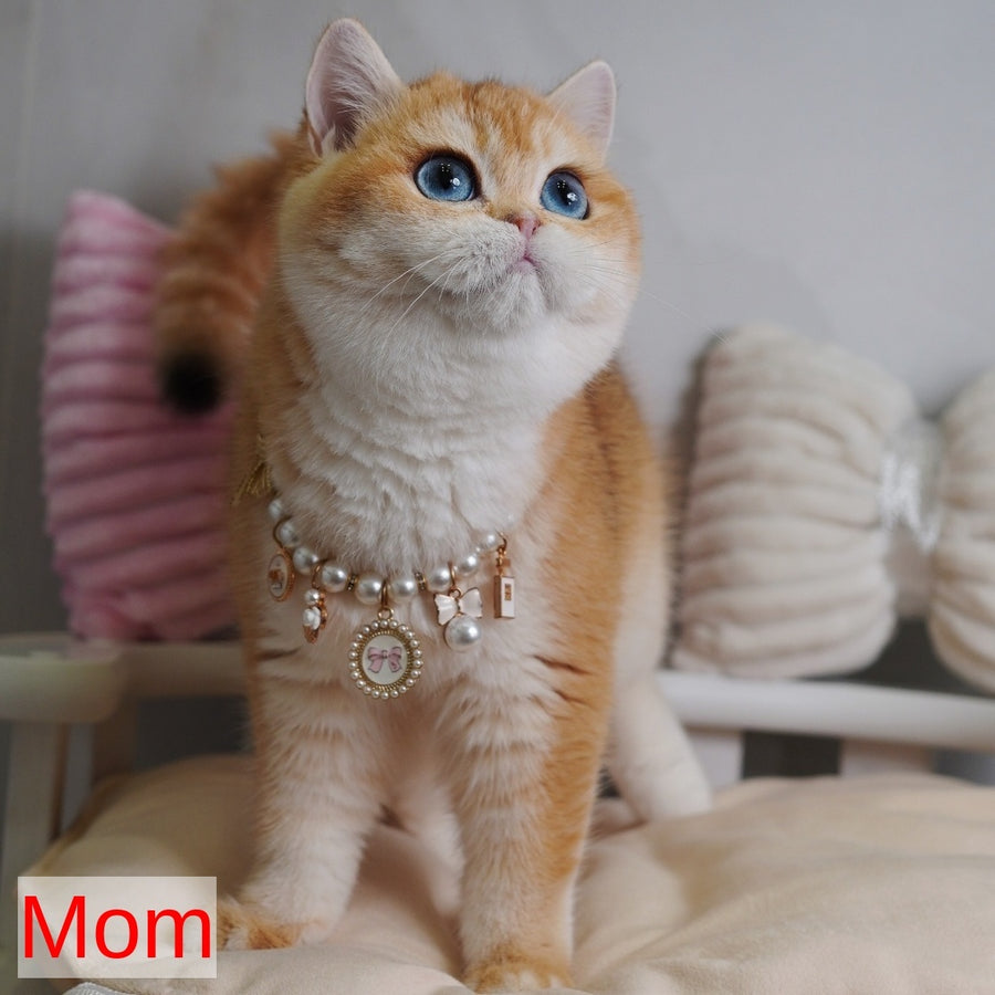 Teddy British Shorthair male, chocolate golden chinchilla with white