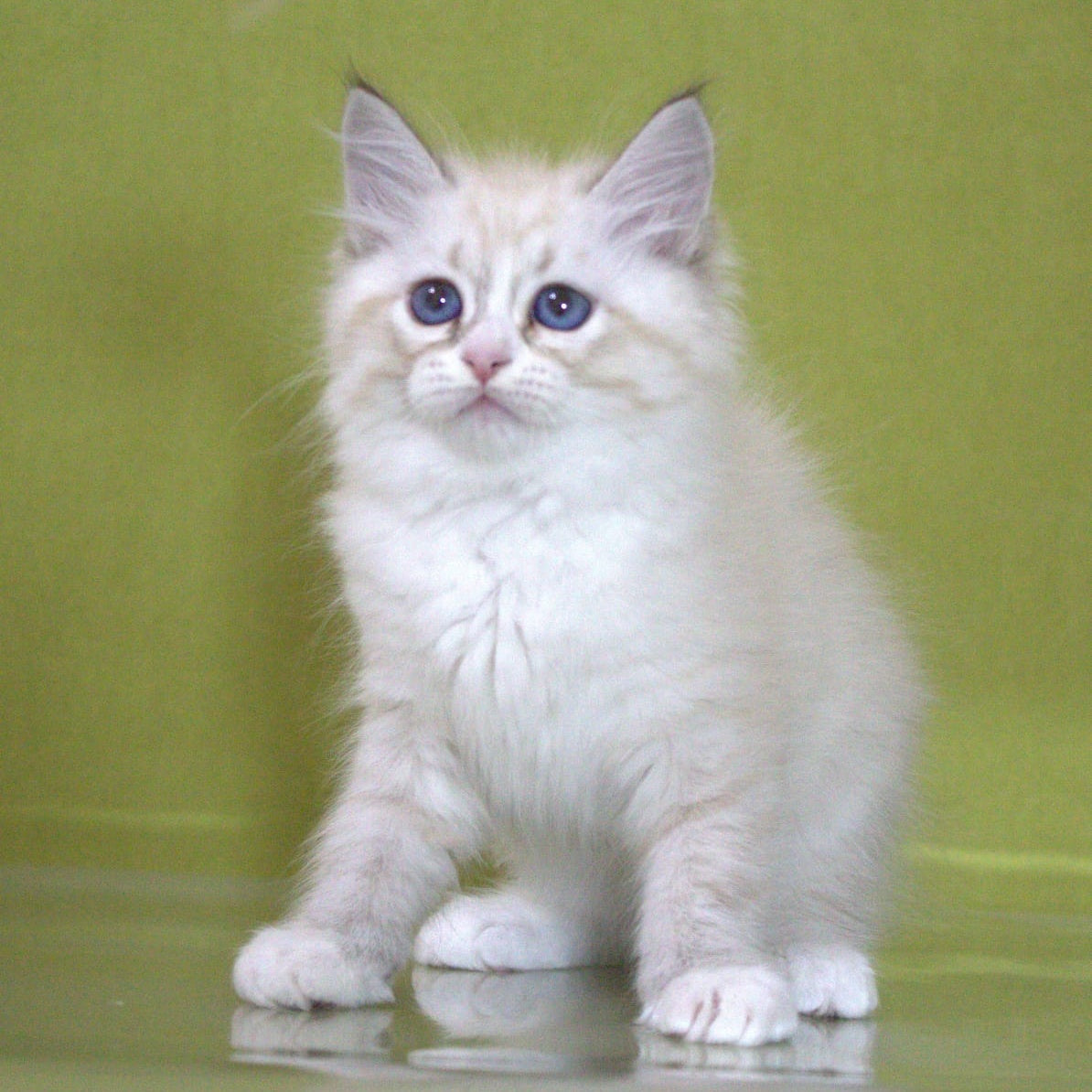 Ioann Siberian male, black with white tabby pointed