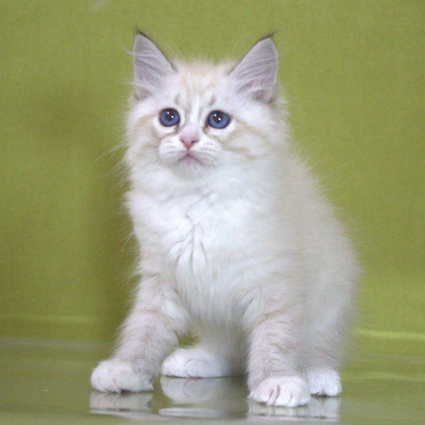 Ioann Siberian male, black with white tabby pointed