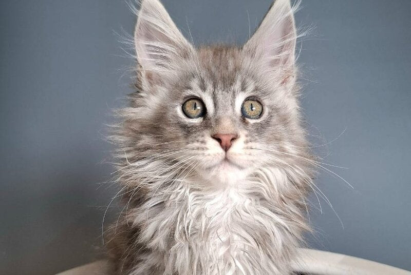Edison Maine Coon male blue silver tabby - live animals