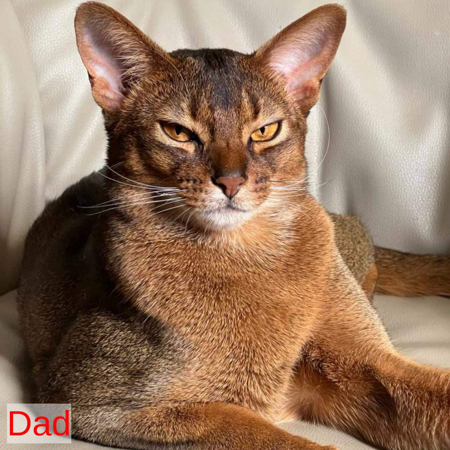 Nelson Abyssinian male, black