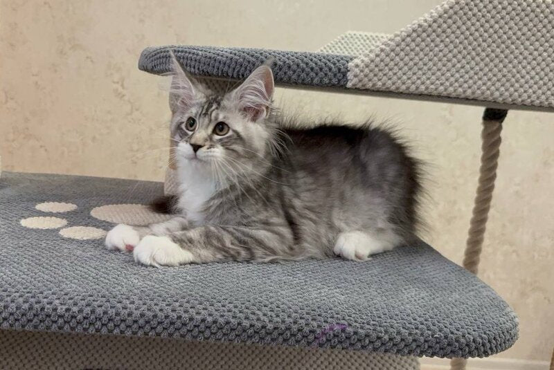 Aramis Maine Coon male, black silver tabby