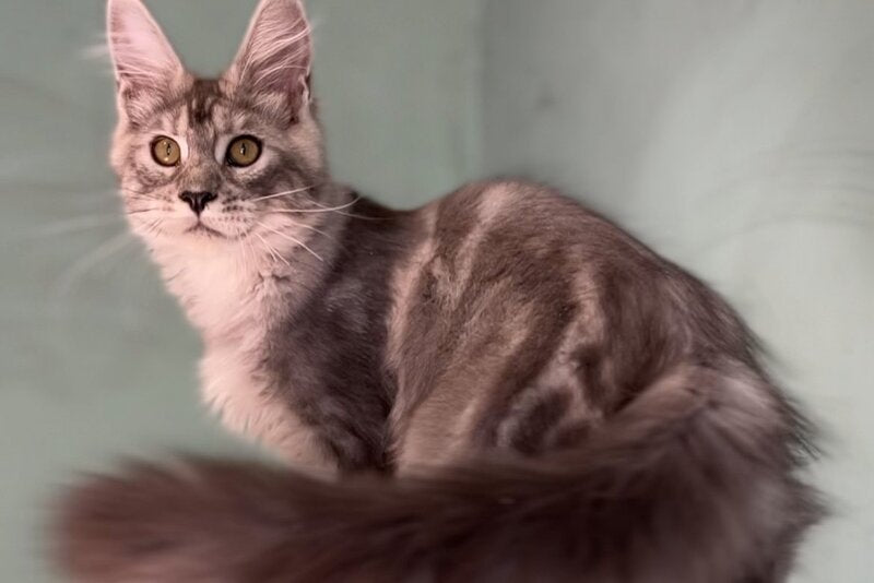 Zodiac Maine Coon male, black silver tabby