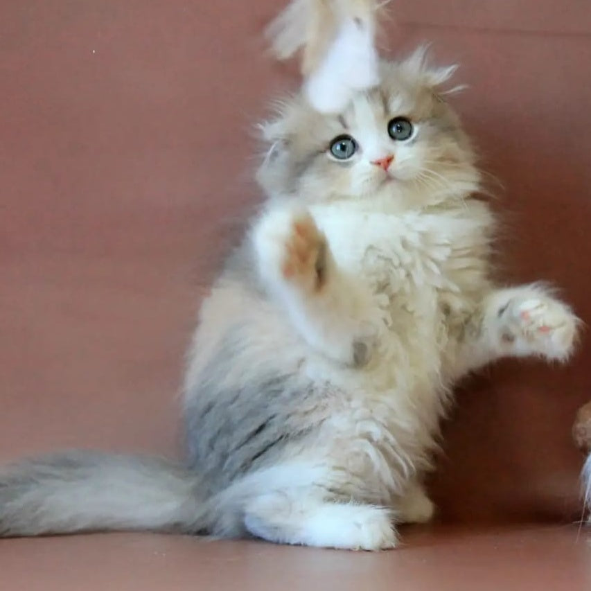 Freya Scottish Fold female, blue tortie golden shaded bicolour