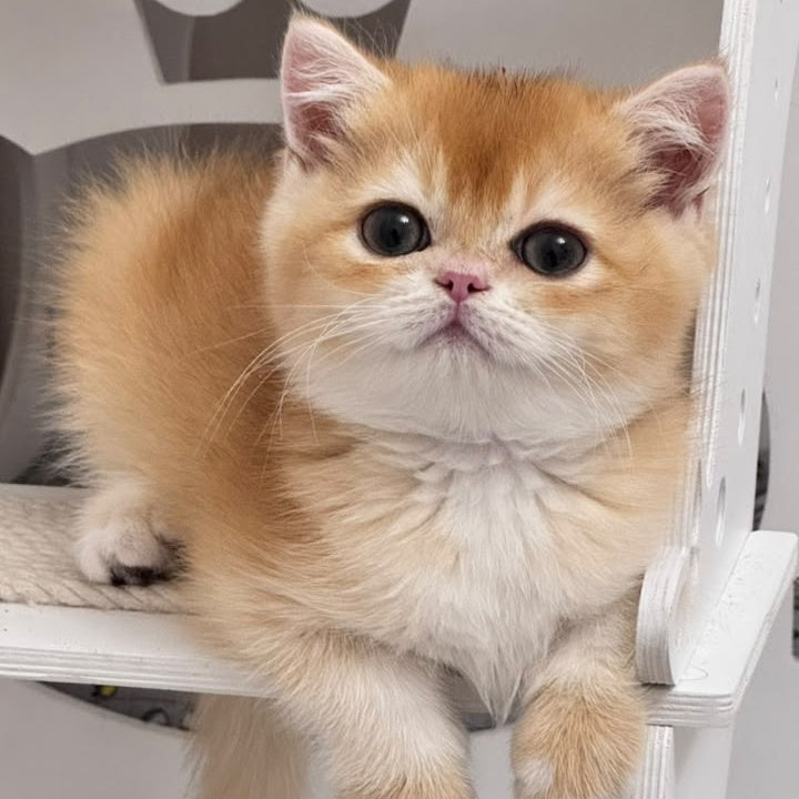 Zein British Shorthair male, chocolate golden chinchilla