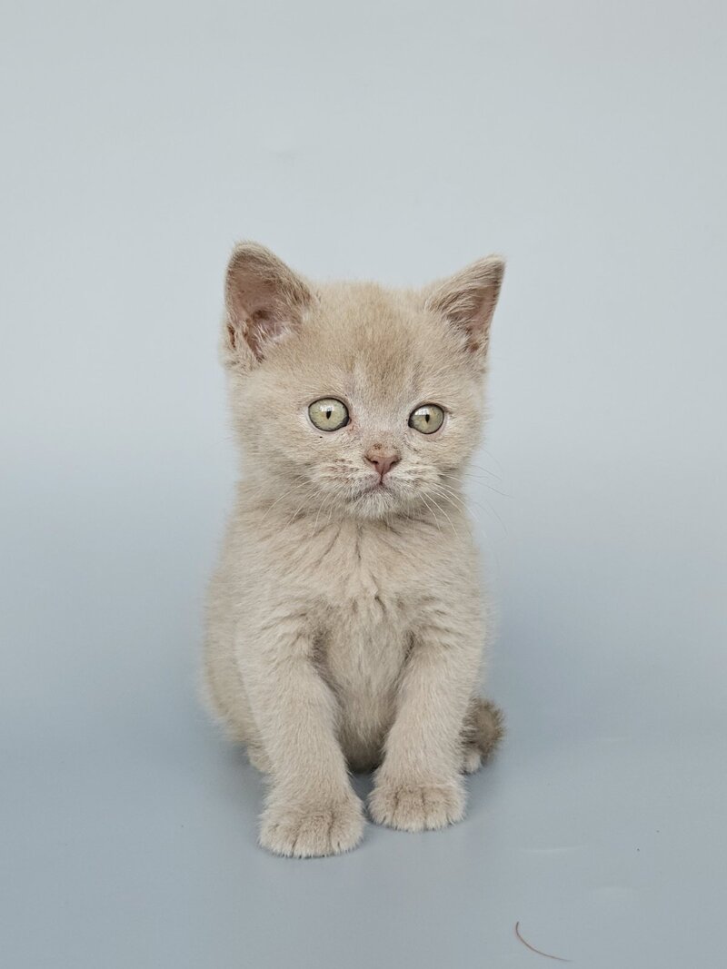 Ami British Shorthair female, fawn