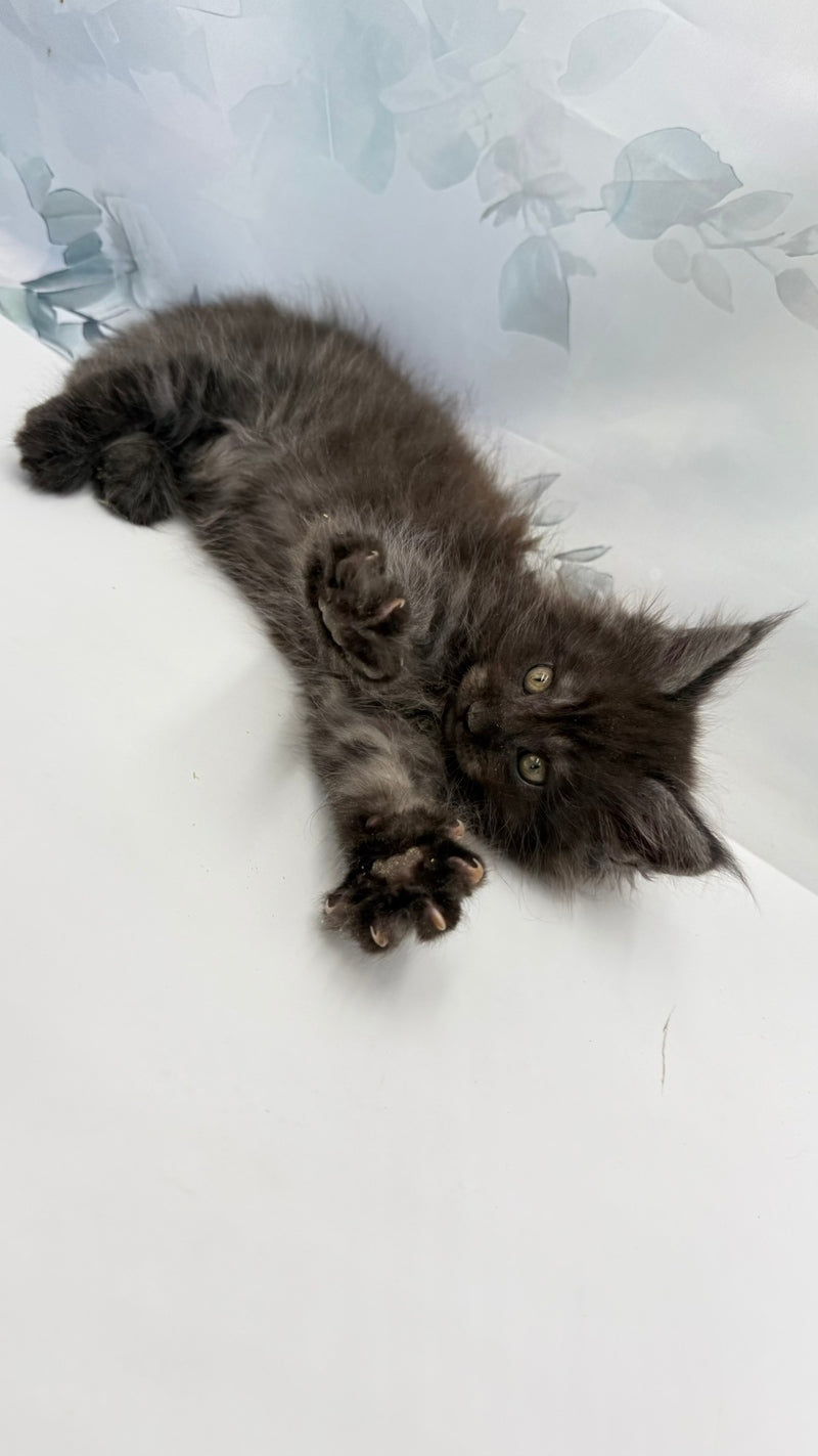 Angor Maine Coon male, black silver