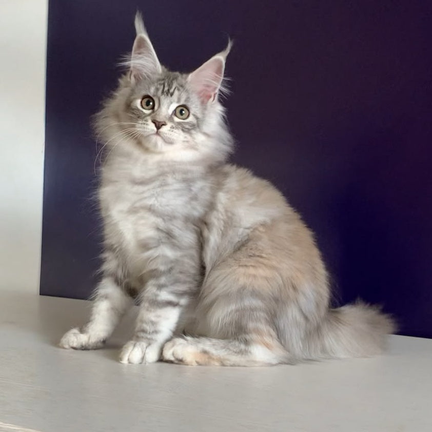 Malibu Maine Coon female, black tortie silver tabby
