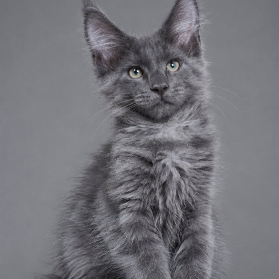 Blue Titan Maine Coon male, blue silver