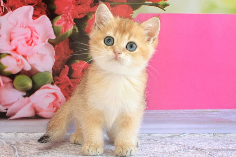 Leo British Shorthair male, black golden shaded