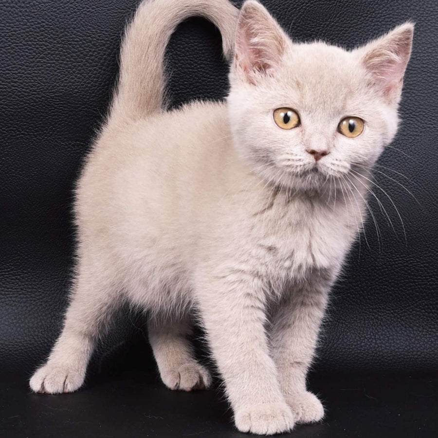Nikki British Shorthair female, fawn
