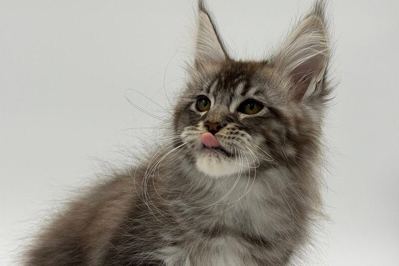 Kiss Maine Coon male black silver tabby - live animals