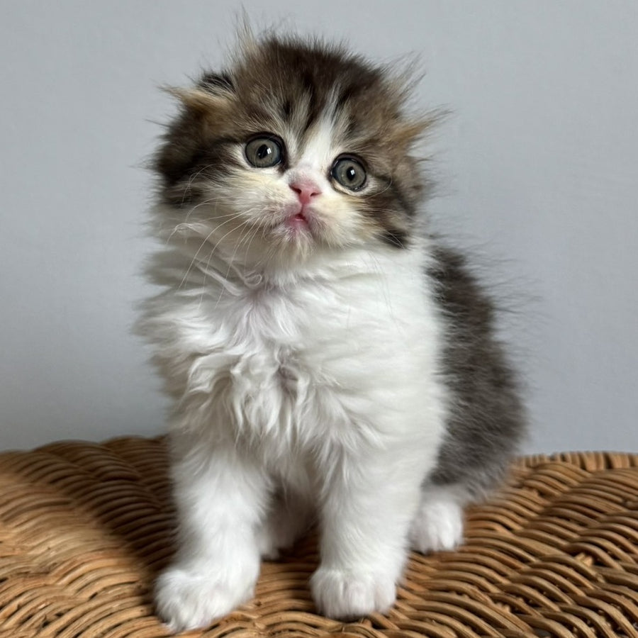 Kash Scottish Fold female, black tabby bicolour
