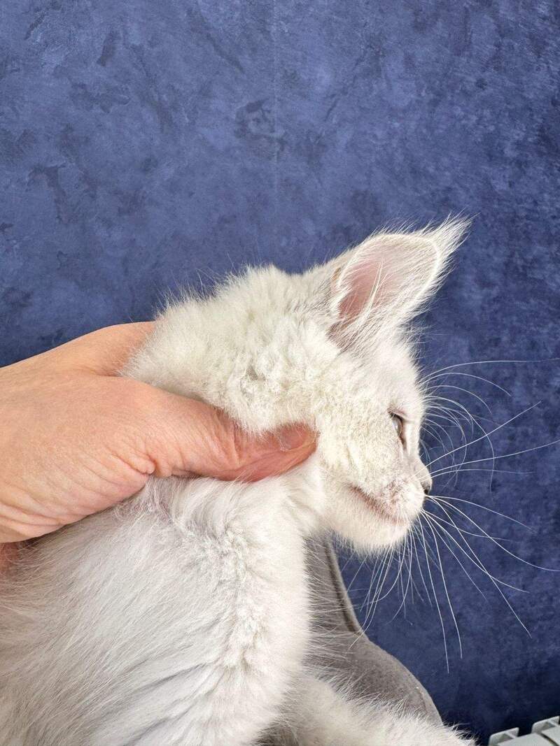 Zabawa Maine Coon female black silver shaded - live animals