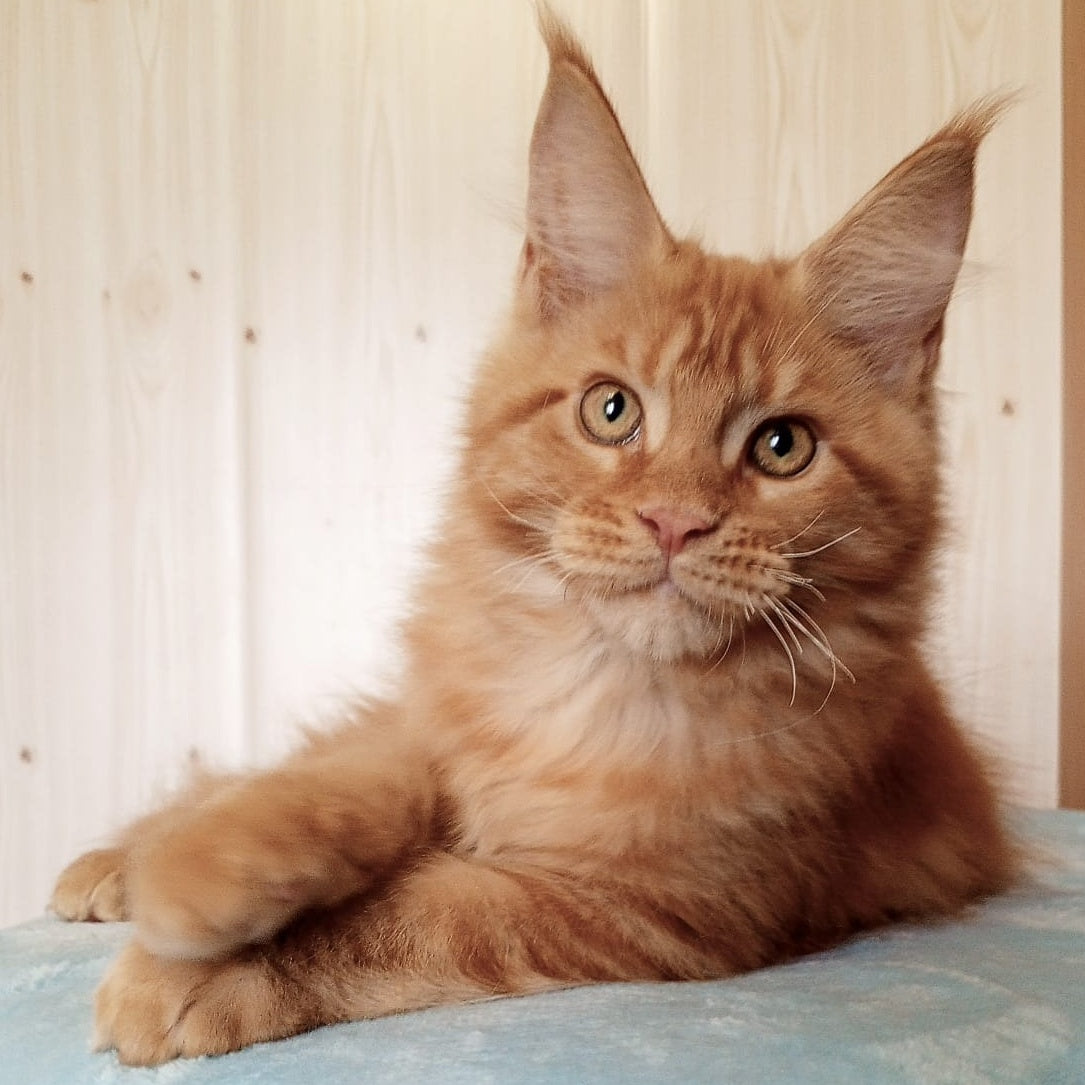 Willy Maine Coon male, red