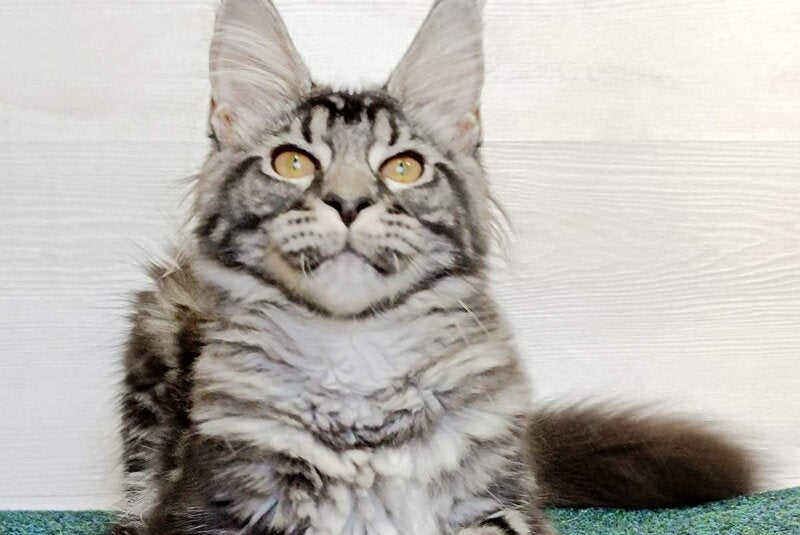 Jasmin Maine Coon female, black silver tabby