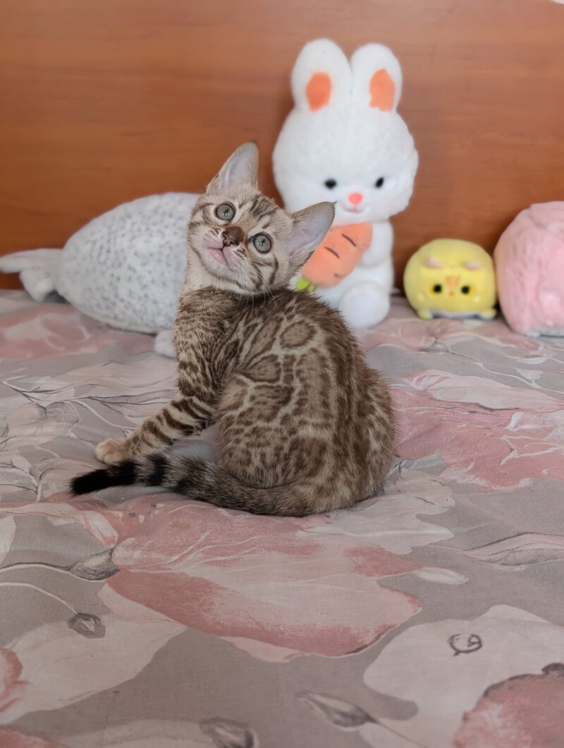 Wendy Bengal female black silver spotted tabby pointed live animals