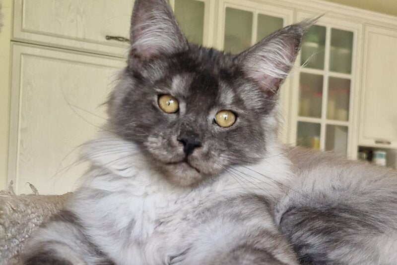 Aura Maine Coon female, black silver