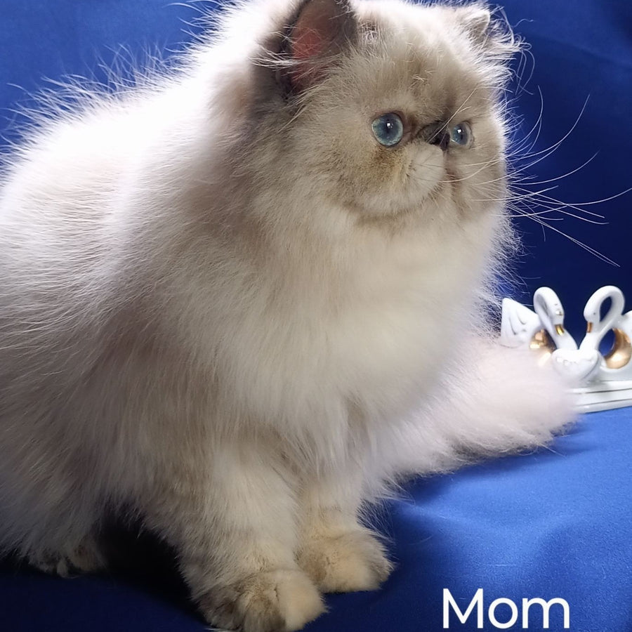 Elsie Persian female, black pointed