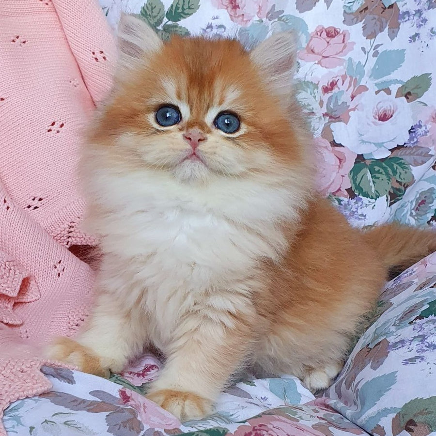 Arisha British Longhair female, black golden chinchilla