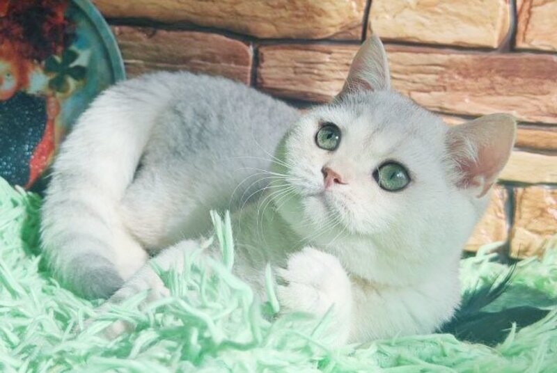 Stefan British Shorthair male, black silver shaded