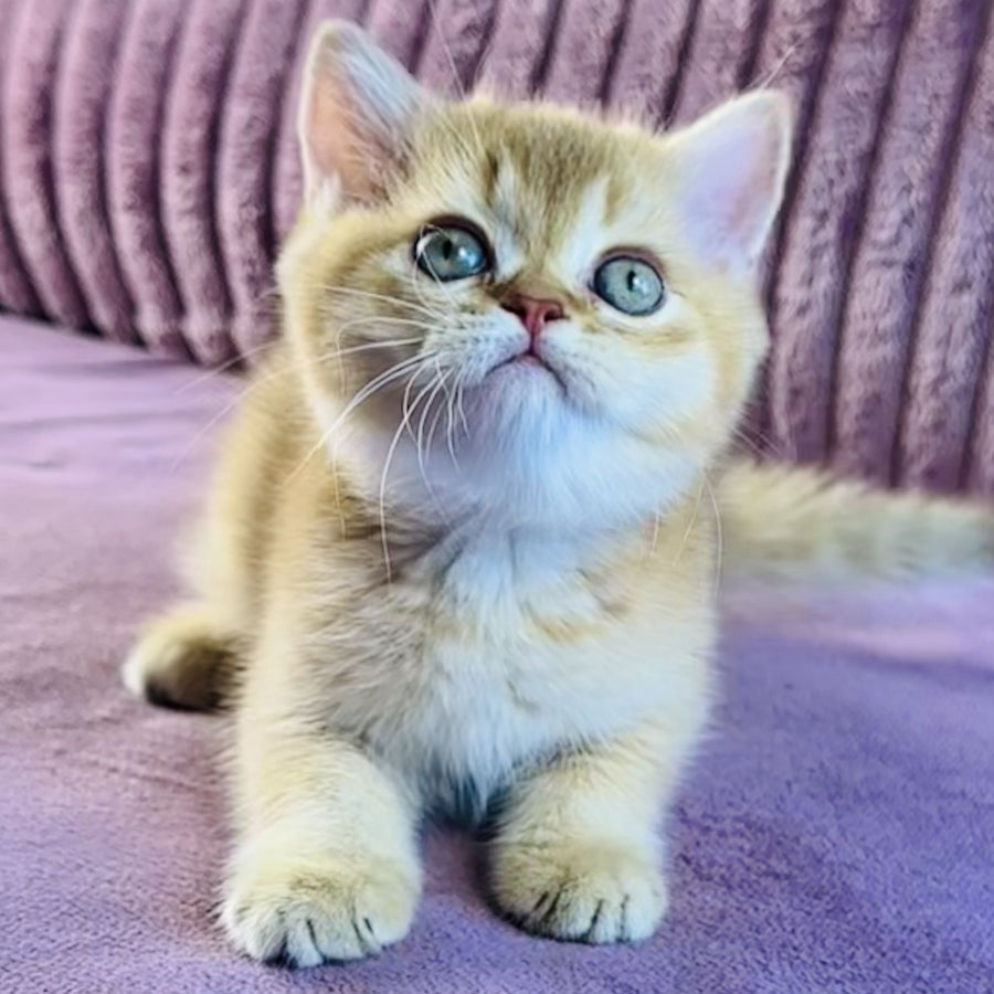 Golden Rose British Shorthair female, cinnamon golden shaded