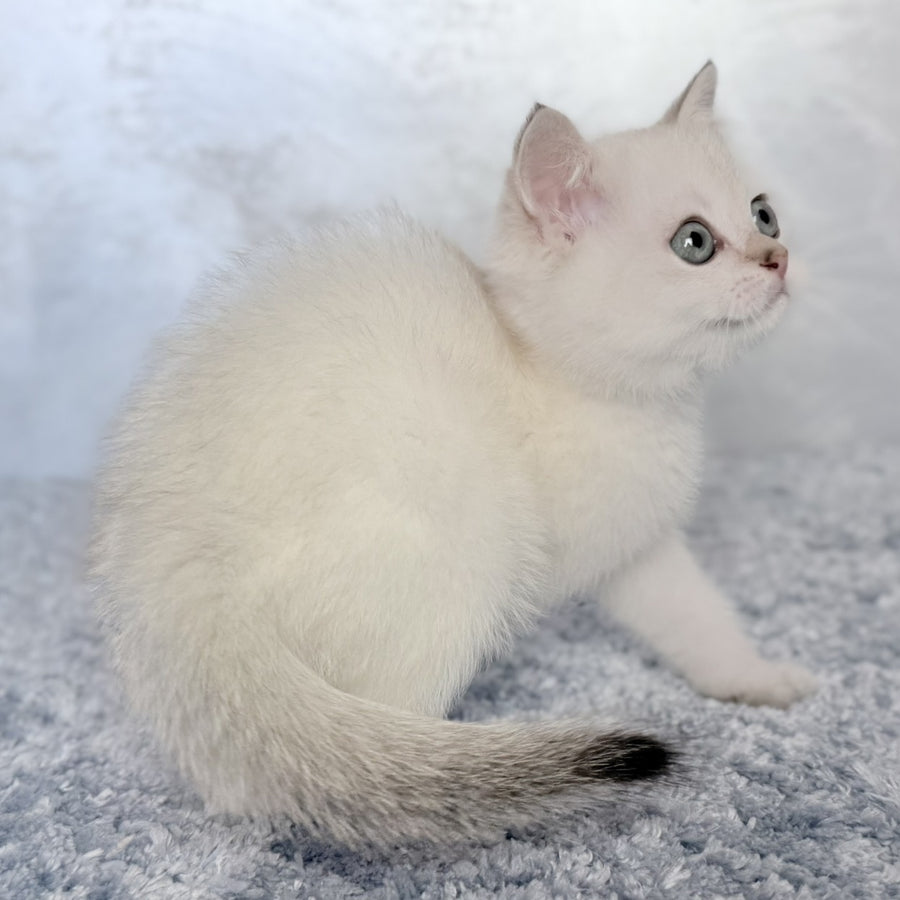 Josef Scottish Straight female, black golden shaded pointed