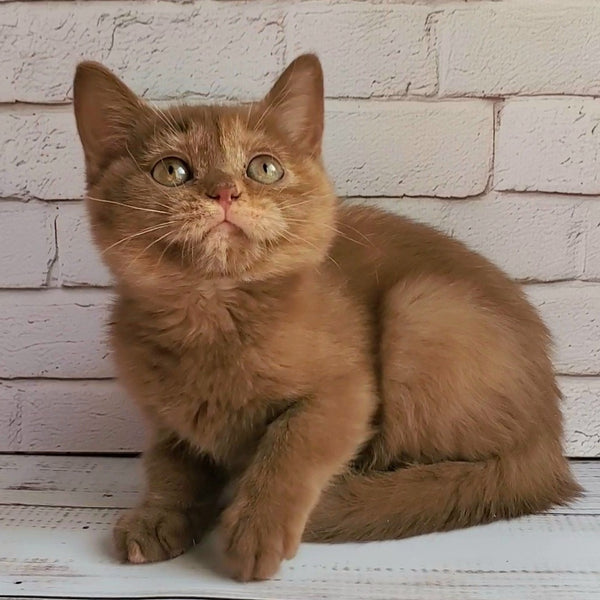Daffy British Shorthair female, cinnamon tortie