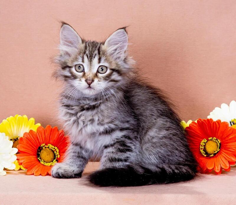Darvin Siberian male black spotted tabby - live animals
