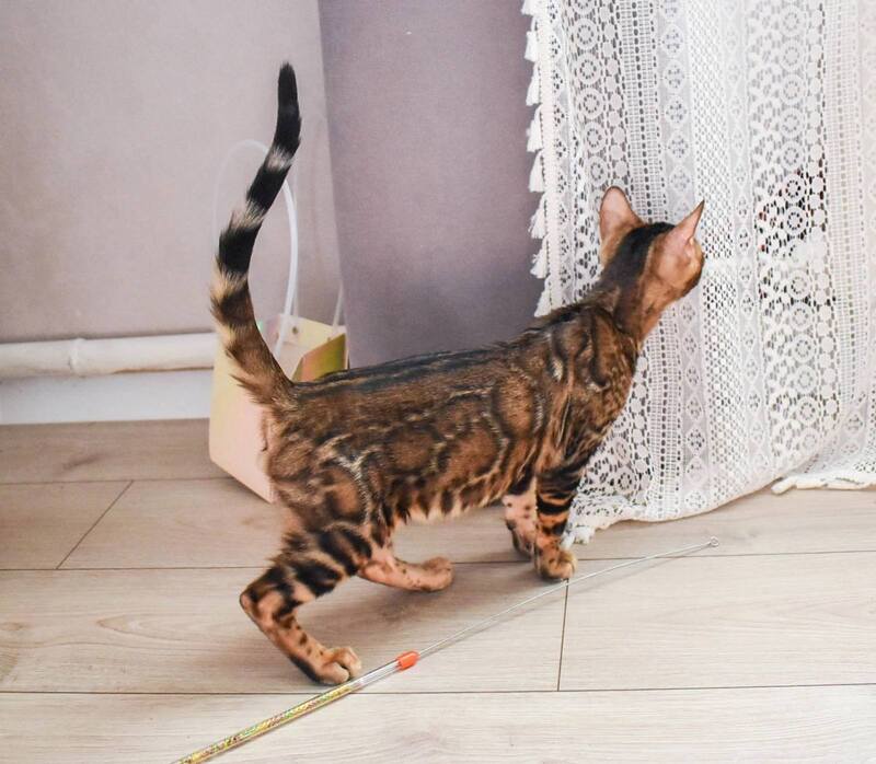 Wolf Bengal male black spotted tabby - live animals