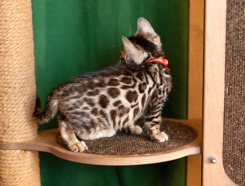 Chanel Bengal female black spotted tabby - live animals