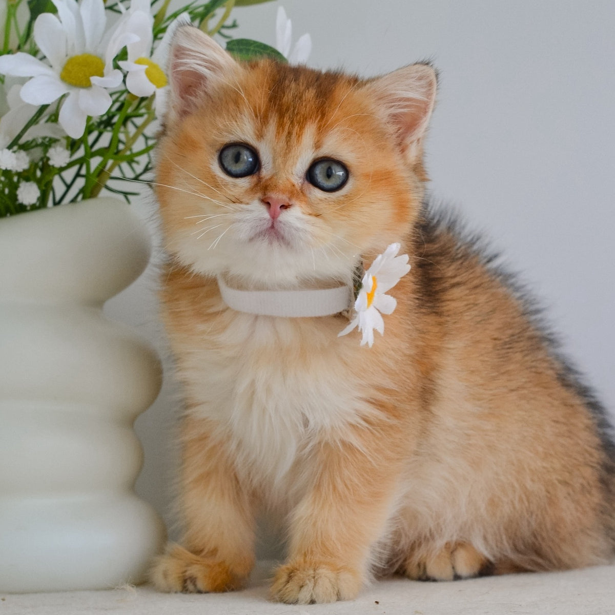 Julie Scottish Straight female, black golden ticked tabby