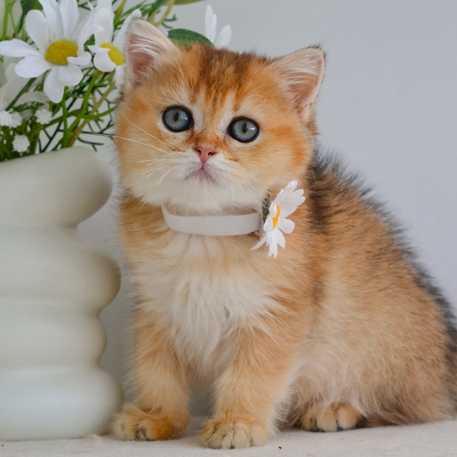 Julie Scottish Straight female, black golden ticked tabby
