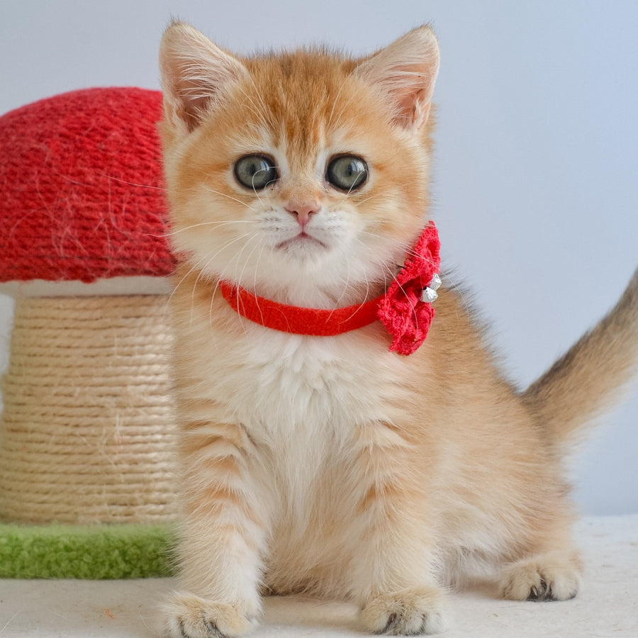 Haddie Scottish Straight female, black golden shaded
