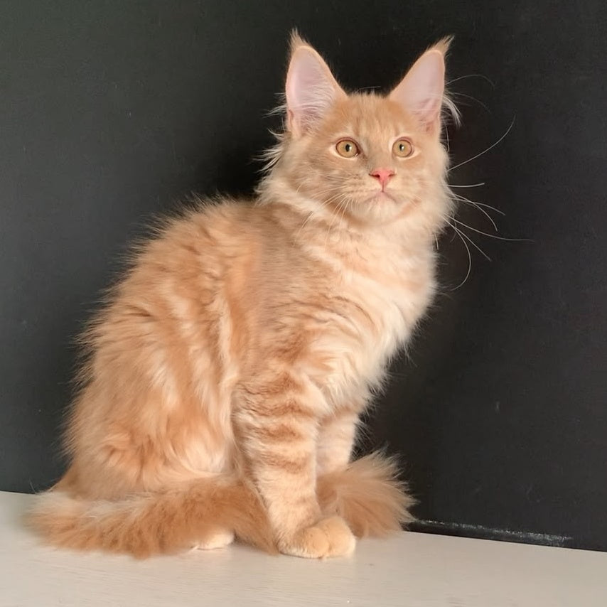 Neo Maine Coon male, red