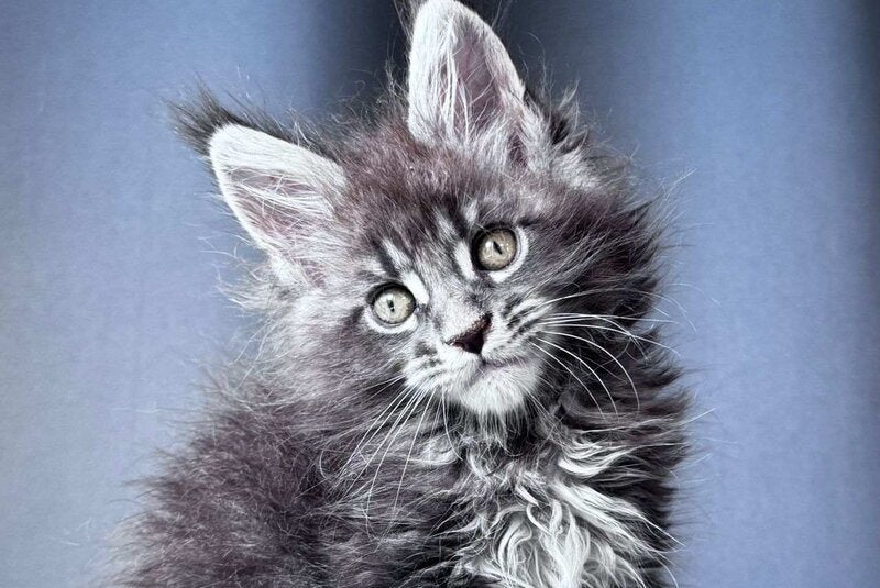 Engine Maine Coon male, blue tabby