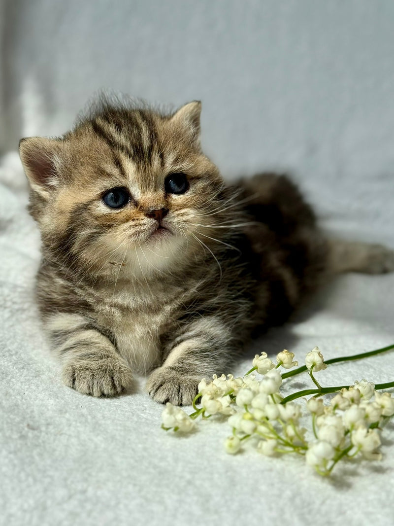 Umi Munchkin female, black tabby