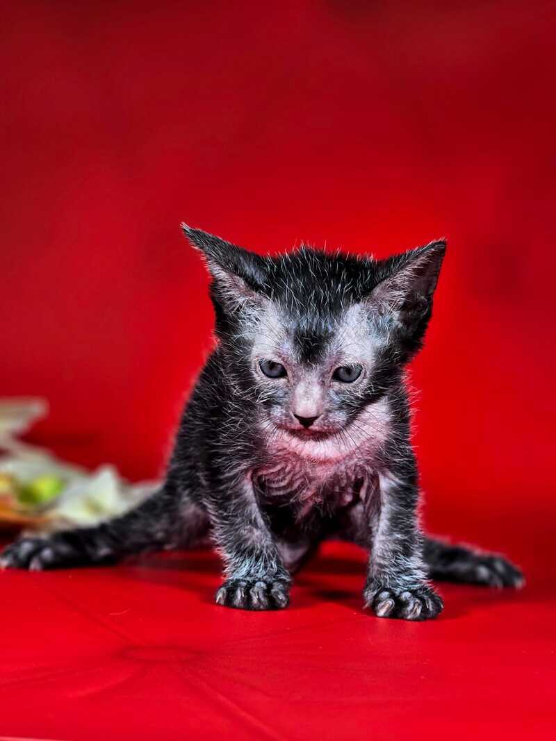 Clementine Lykoi female, black