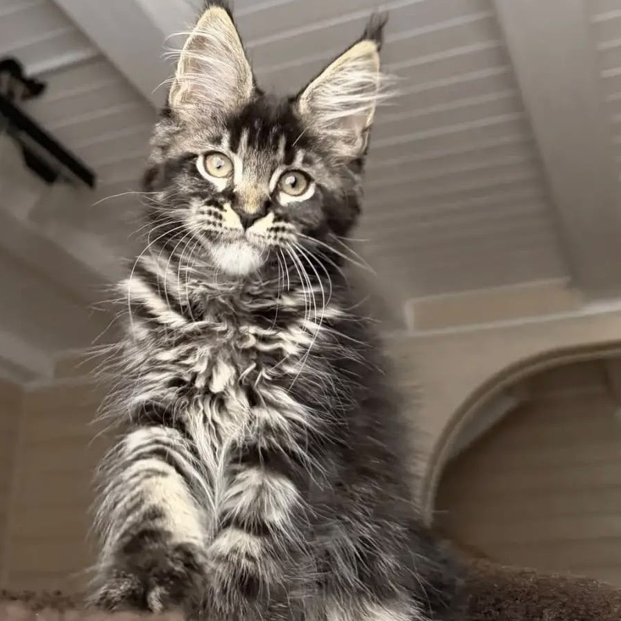 Chilli Maine Coon female, black tabby