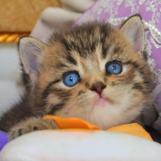 Naum British Shorthair male, black ticked tabby