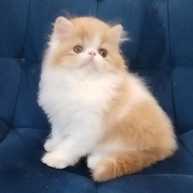 Chilitta Persian female, red bicolour