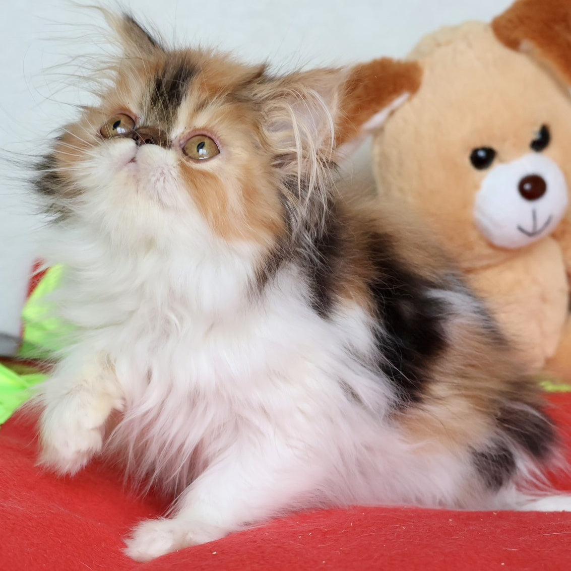 Yummy Persian female, black tortie bicolour